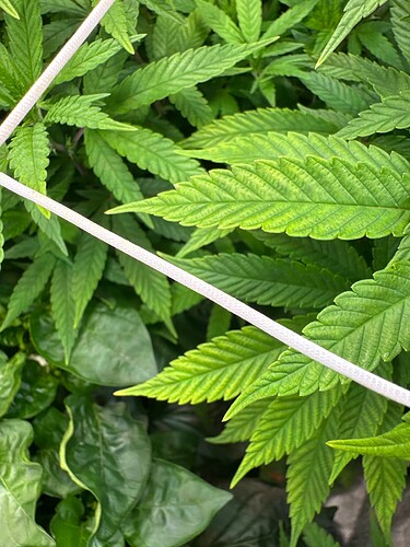 Growreport Bild 39