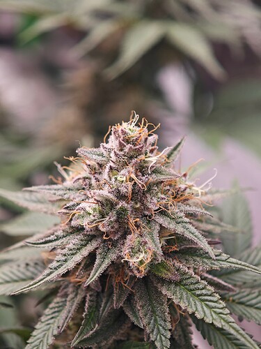 Growreport Bild 2