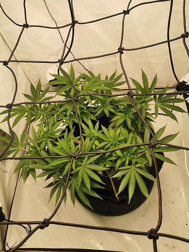Growreport Bild 4