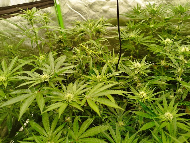 Mehrere junge Cannabispflanzen in der Blütephase, die in einer Growbox wachsen. Die Pflanzen zeigen bereits erste Blütenansätze und haben breite, grüne Blätter.