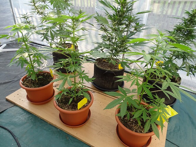 Growreport Bild 2