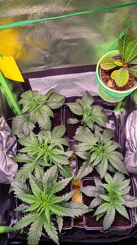 Growreport Bild 16