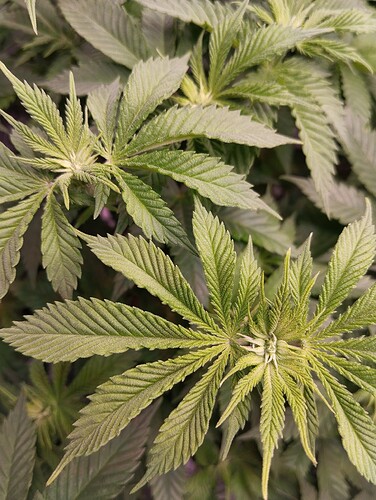 IMG_20250116_205757 - Kopie