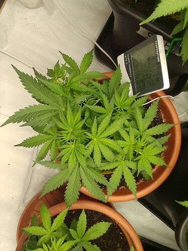 Growreport Bild 3