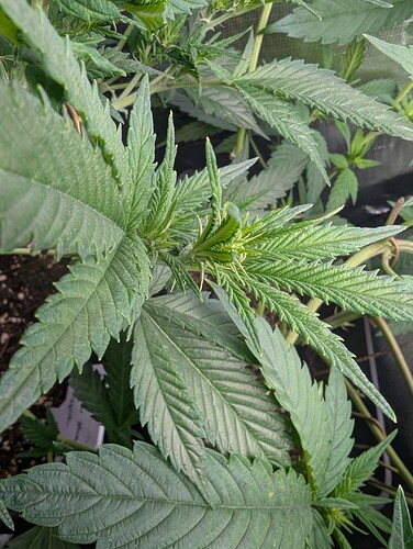 Growreport Bild 3