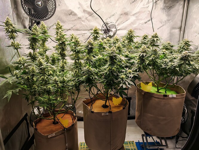 Growreport Bild 16