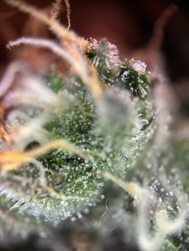 Growreport Bild 80