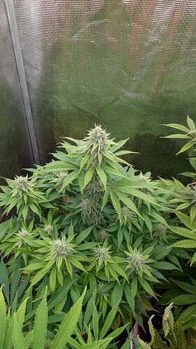 Eine blühende Cannabispflanze mit mehreren dichten Blütenständen und breiten, grünen Blättern, die in einem Grow-Zelt wächst.