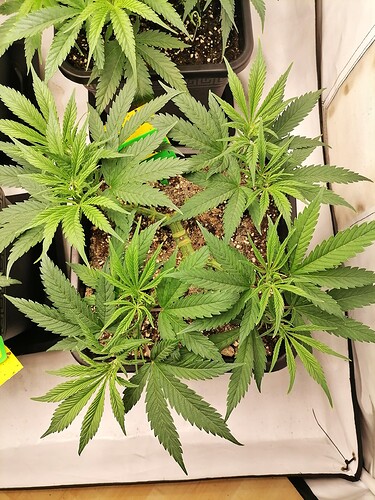 Growreport Bild 16