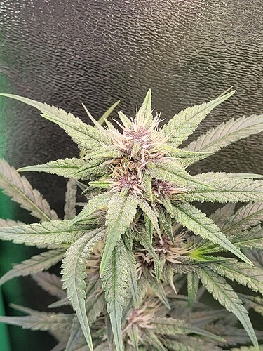 Growreport Bild 33