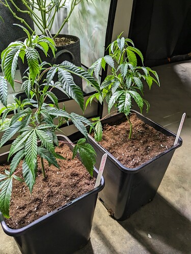 Tangis nach dem Umtopfen