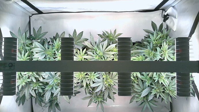 Growreport Bild 6
