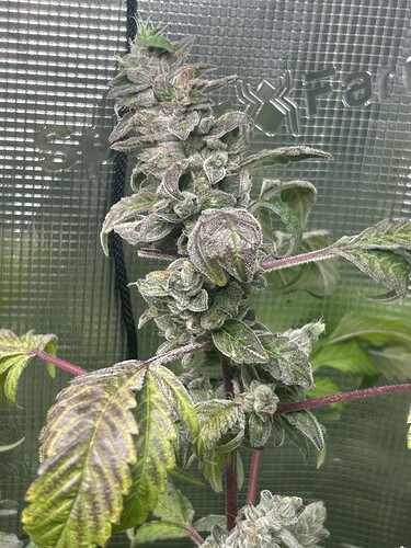 Growreport Bild 48