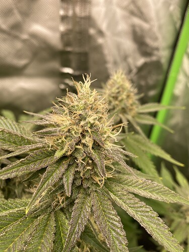 Growreport Bild 20