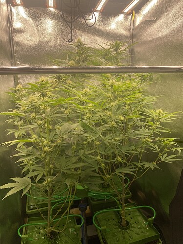 Growreport Bild 1