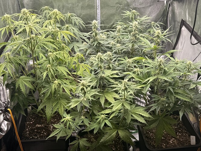 Growreport Bild 3