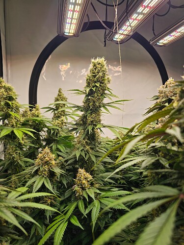 Growreport Bild 6