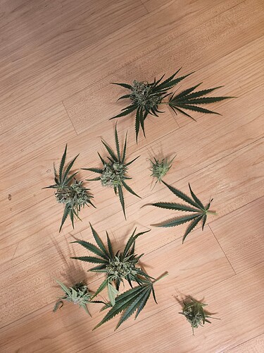 Growreport Bild 35