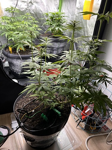Growreport Bild 3