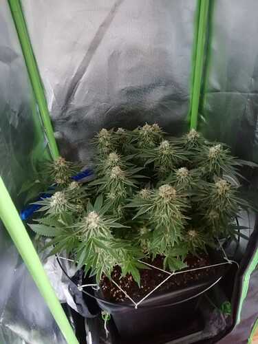 Growreport Bild 4