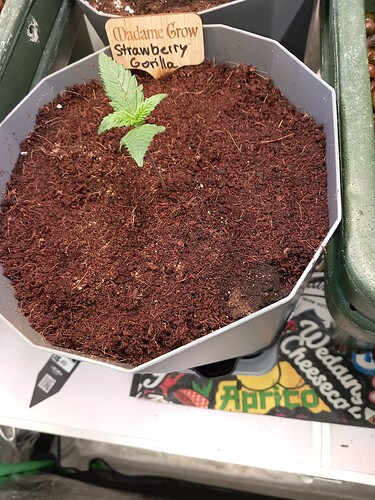 Growreport Bild 3