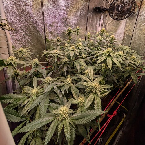 Growreport Bild 4