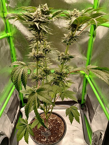 Growreport Bild 10