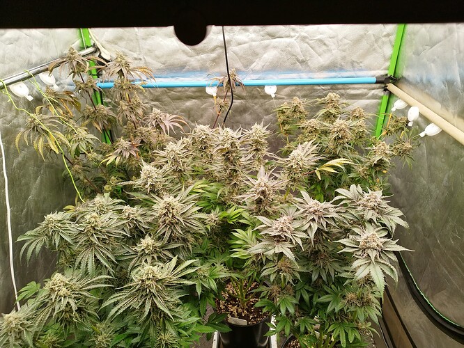 Growreport Bild 1
