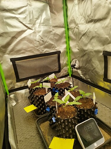 Mehrere junge Cannabispflanzen in Air-Pots in einem Growzelt, mit einem CO2-Messgerät im Vordergrund.