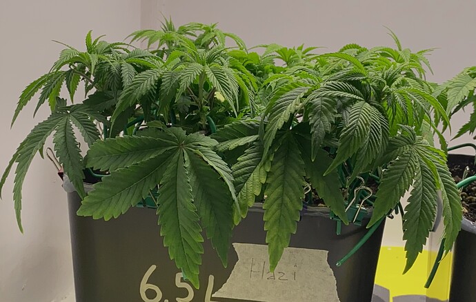 Growreport Bild 8