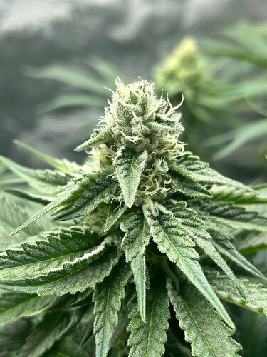 Growreport Bild 18