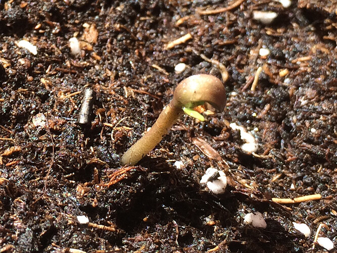 Grow26070802
