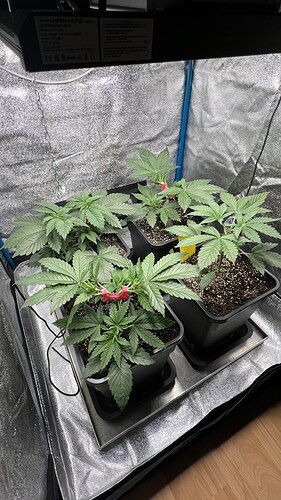 Growreport Bild 7