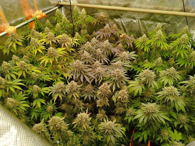 Growreport Bild 2