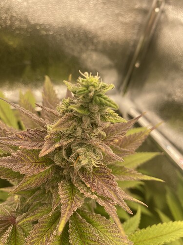 Growreport Bild 9