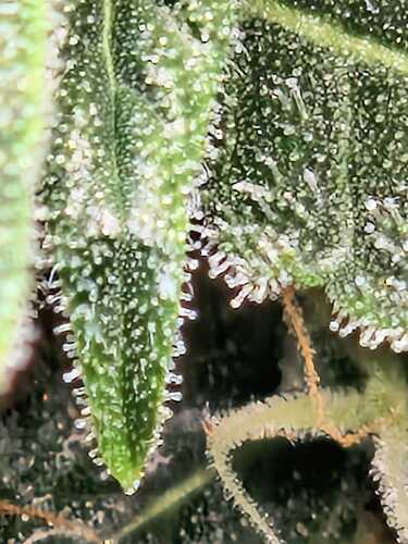 WhatsApp Bild 2024-06-03 um 20.05.24_543834f7