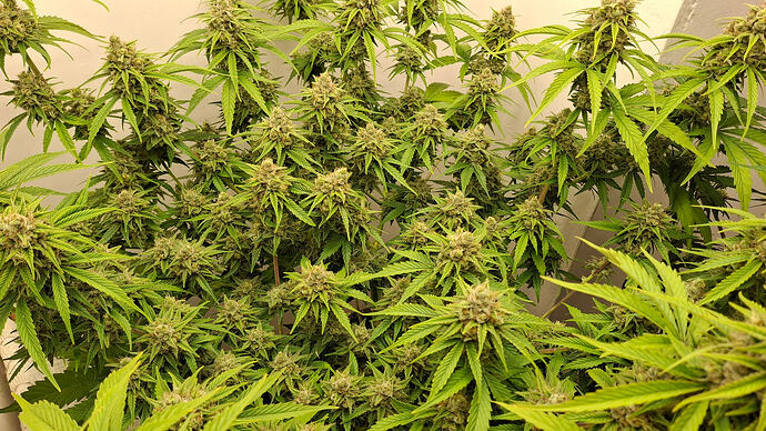Growreport Bild 332