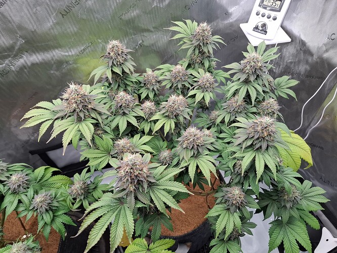Growreport Bild 3