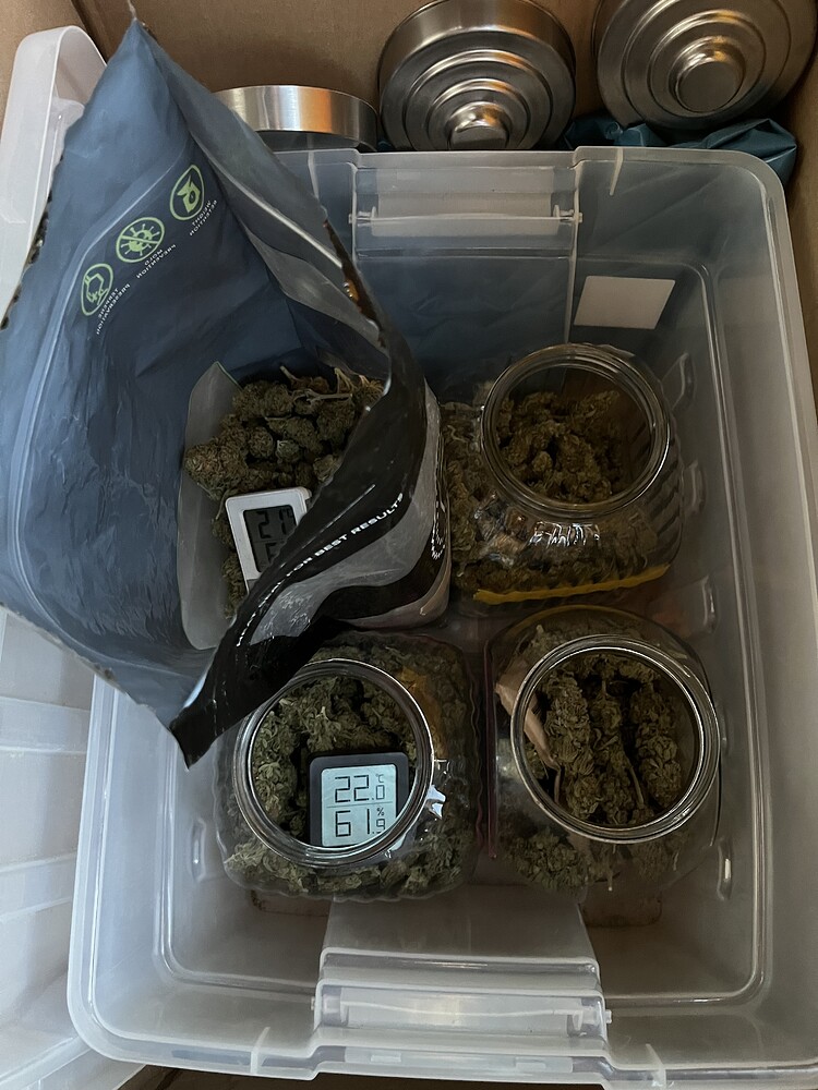 BigBud, Purple Bud und Banana Kush!#!# Ready for da Jungle!