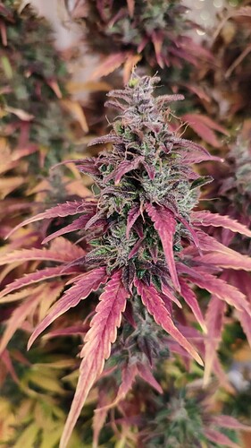 Growreport Bild 3