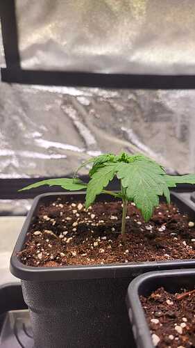 Growreport Bild 36
