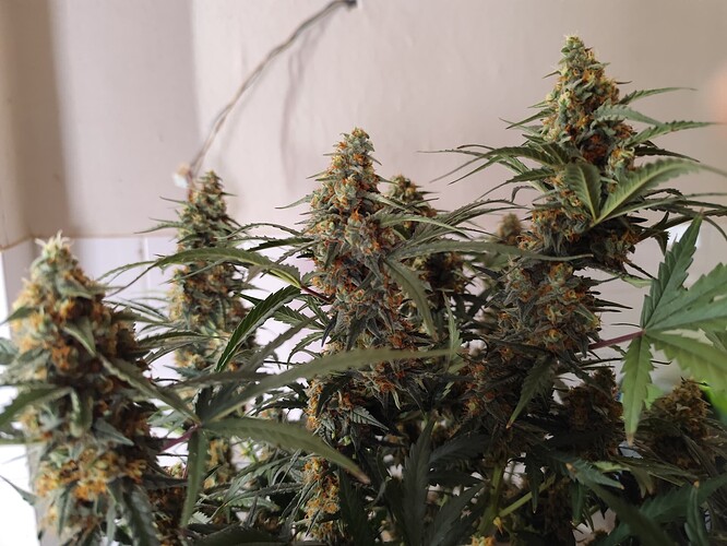 Growreport Bild 8