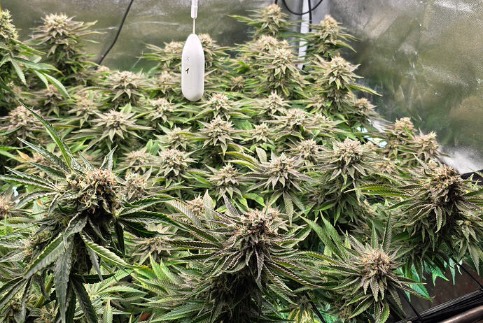 Growreport Bild 59