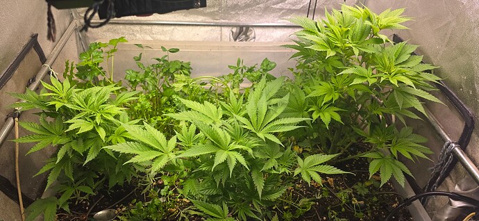 Growreport Bild 1