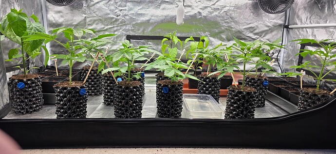 Growreport Bild 2