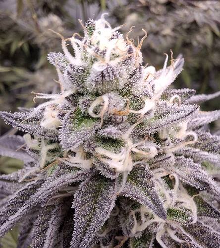 Growreport Bild 13