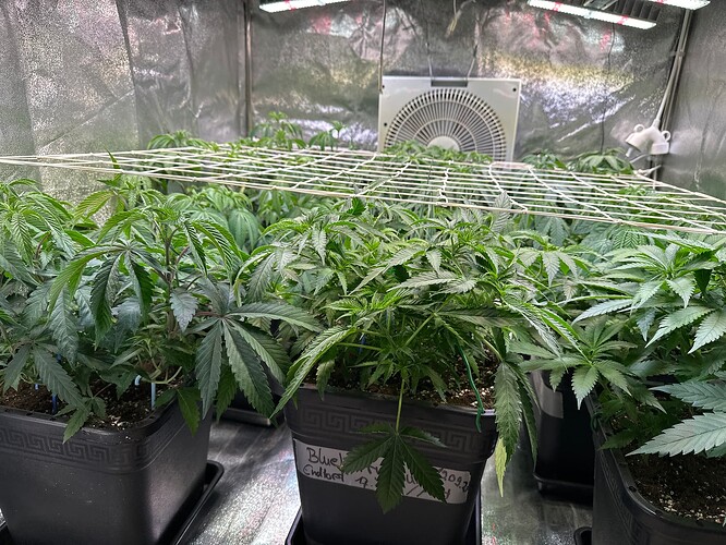 Growreport Bild 4