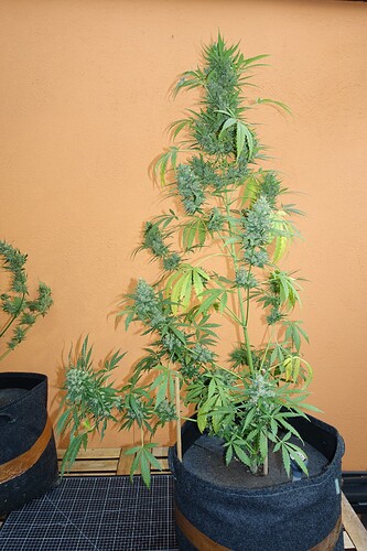 Growreport Bild 2