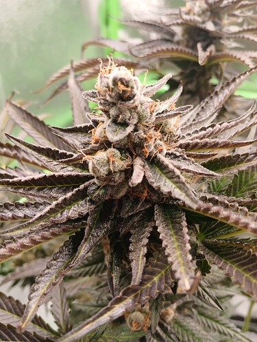 Growreport Bild 43