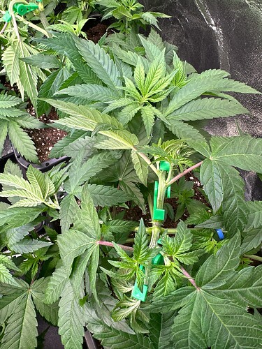 Growreport Bild 45